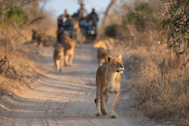leões sendo vistos no safari - lions tooth - fotografias e filmes do acervo