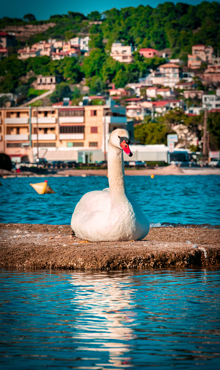 thats a photo of a beautifull white swan swimming in a lake somewhere outside athens.
