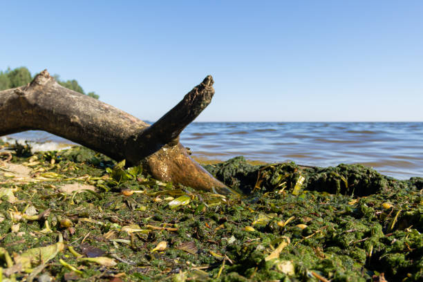Wild nature view, tree trunks reflect on Cristal clear lake.