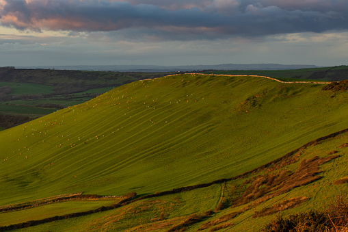 Stunning Image of sheep grazing on the edge of a hill in the Purbeck Hills, along the Jurassic Coast at Dusk.
