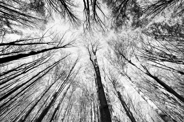 istock Woodland at Dawn. 1286896679