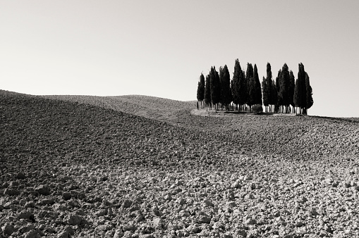 Cypress trees in a plowed field, Orcia valley, Chianti region, Tuscany, Italy.