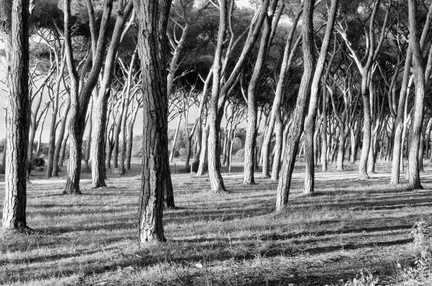 istock Woodland at Dawn. 1286896702
