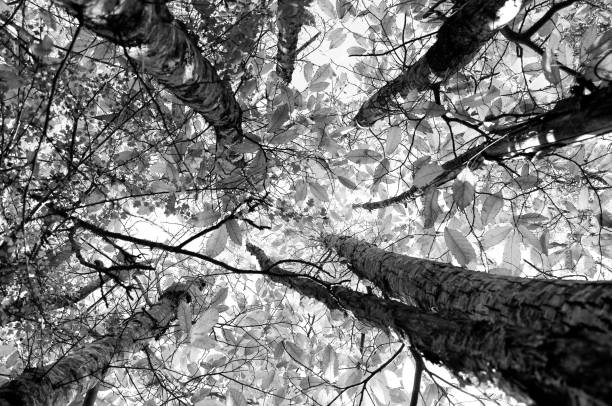 istock Woodland at Dawn. 1286896715