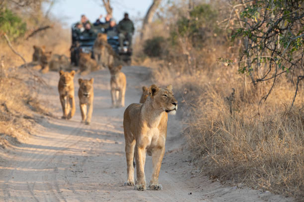 löwen werden auf safari gesehen - safaritiere stock-fotos und bilder