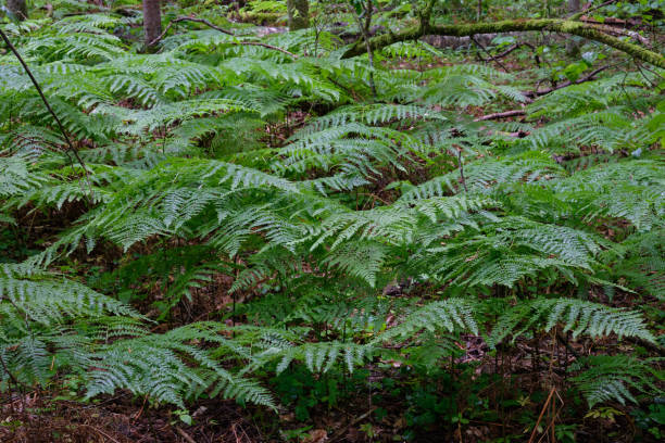 istock Bracken Fern in summer 1286897548