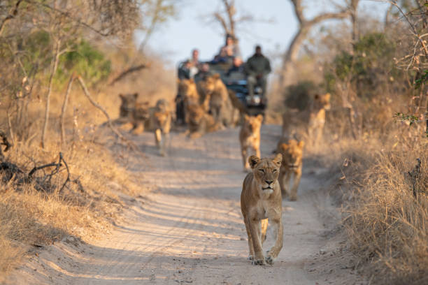 leões sendo vistos no safari - lions tooth - fotografias e filmes do acervo