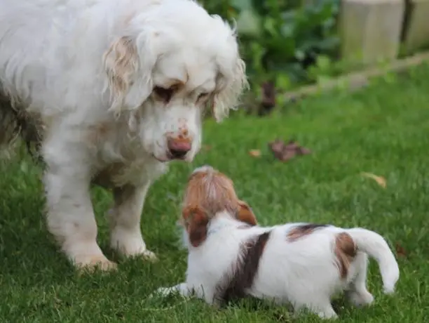 Jack Russell and Clumber Spaniel