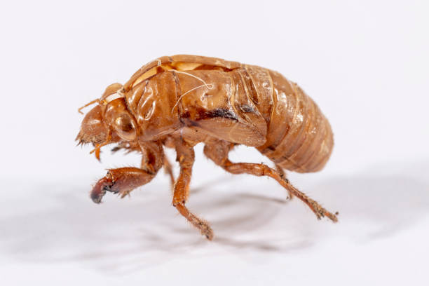 istock Close up view of a brown dead Cicada on a white background 1286898567