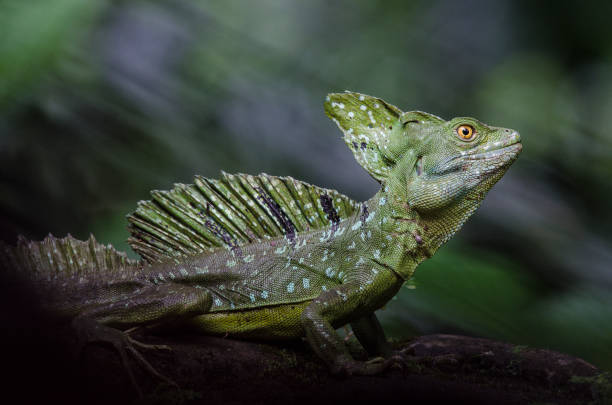 istock Male emerald basilisk seen from the side in a natural surrounding 1286898574