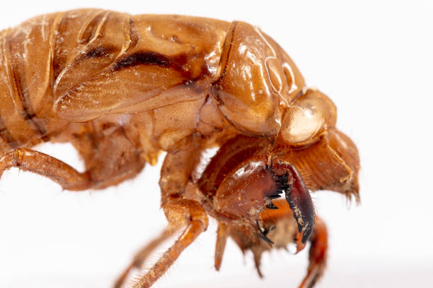 istock Close up view of a brown dead Cicada on a white background 1286898602