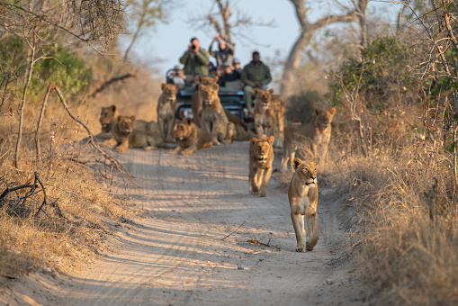 Tourists on an open safari vehicle viewing lions on a Safari in South Africa