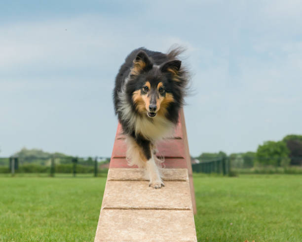 Shetland sheepdog walking on an agility dog walk seen from the front in a low angle Shetland sheepdog walking on an agility dog walk seen from the front in a low angle dog agility photos stock pictures, royalty-free photos & images