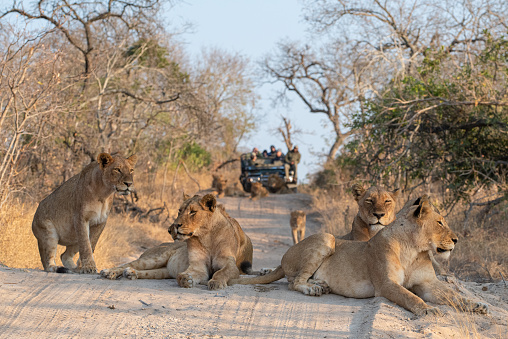 Tourists on an open safari vehicle viewing lions on a Safari in South Africa