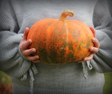 Woman holds big pumpkin in her hands, halloween theme, autumn harvest, woman's hands .