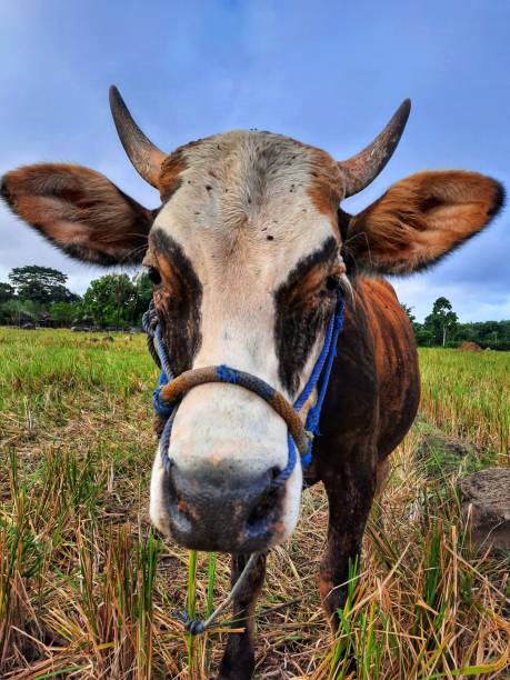istock Balinese cattle cow potrait 1286901686