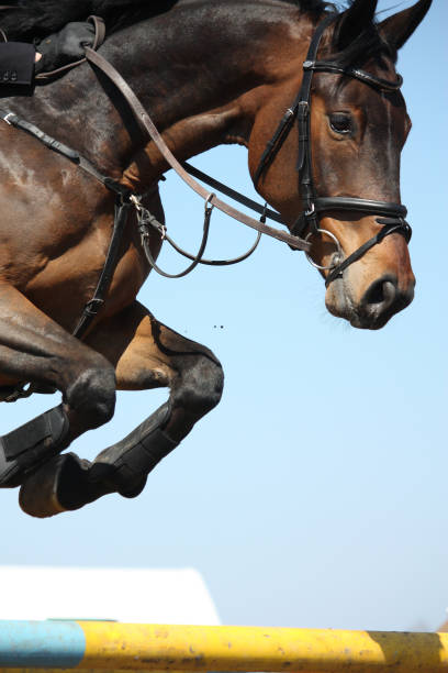 nahaufnahme des springpferdes - horse show jumping jumping performance stock-fotos und bilder