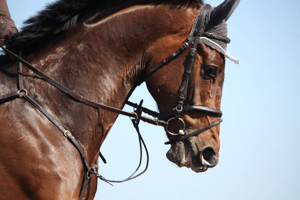 braunes sportpferd-porträt während der show - horse show jumping jumping performance stock-fotos und bilder