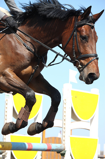 Close up of brown show jumping horse