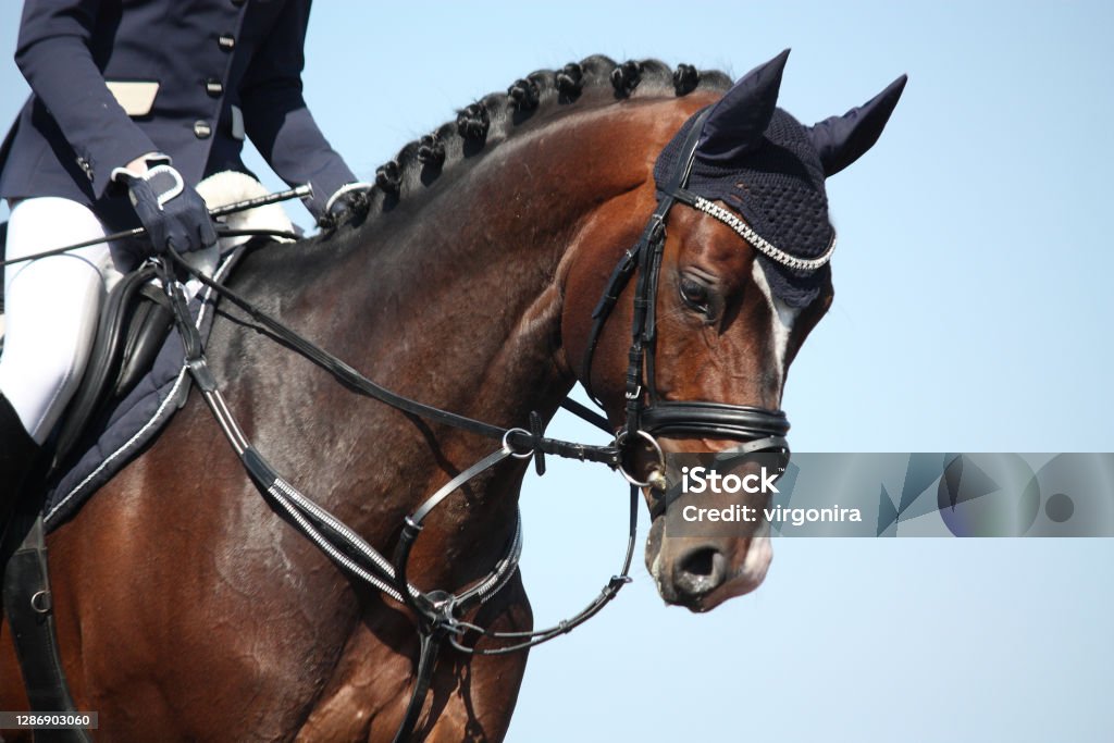 Brown sport horse portrait during show Brown sport horse portrait on sky background Horse Stock Photo