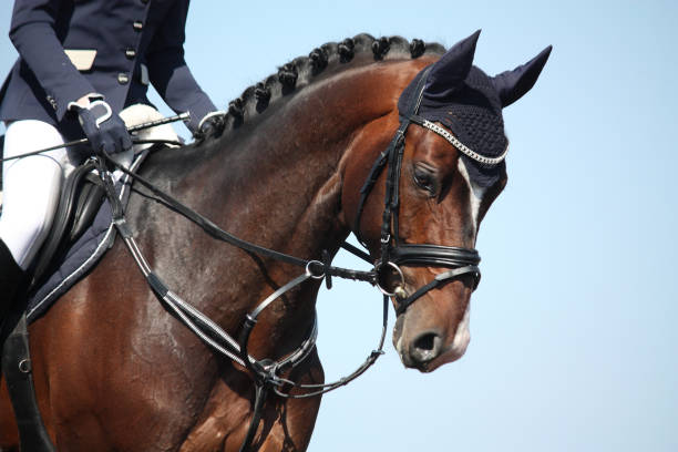 Brown sport horse portrait during show Brown sport horse portrait on sky background dressage stock pictures, royalty-free photos & images