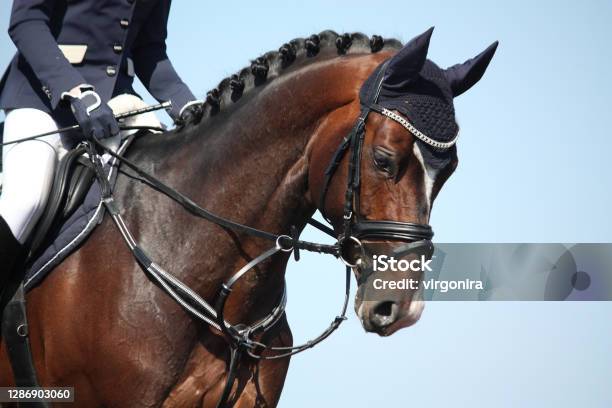 Brown Sport Horse Portrait During Show Stock Photo - Download Image Now - Horse, Equestrian Show Jumping, Dressage