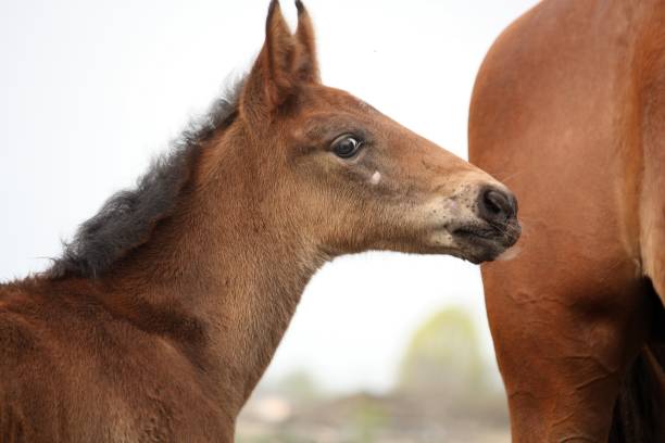 istock Brown cute foal portrait with his mother 1286903112