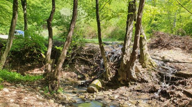 istock Beautiful forest in Transylvania 1286904572