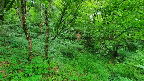 istock Beautiful forest in Transylvania 1286904597