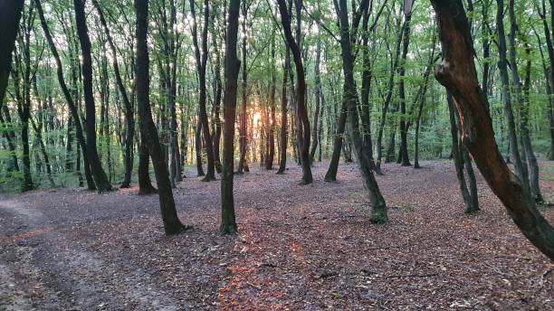 istock Beautiful forest in Transylvania 1286904625