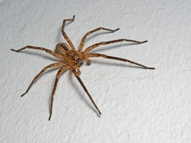 istock House Spider, Hausspinne (Tegenaria domestica) 1286904675