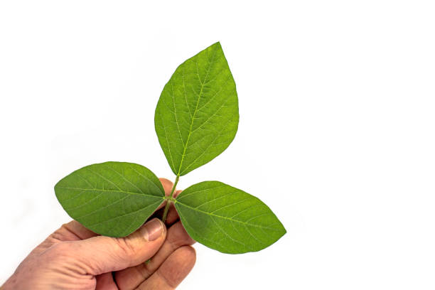 Hand holding soy leaves on white background