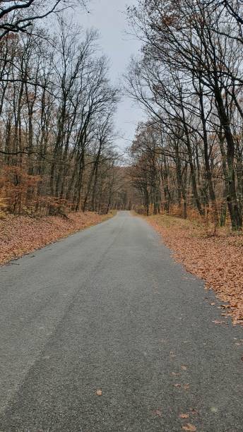 istock Beautiful forest in Transylvania 1286904736