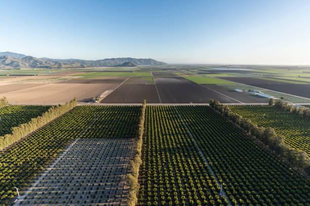 California Farm Fields and Orchards Aerial