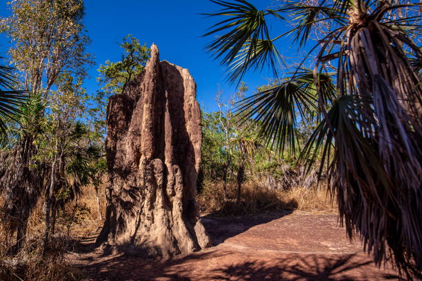 istock Litchfield National Park Termite Mounds 1286908994