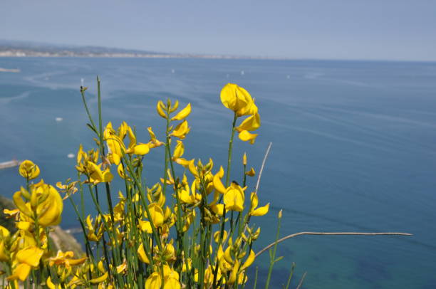 istock San Bartolo regional park Marche region 1286912113