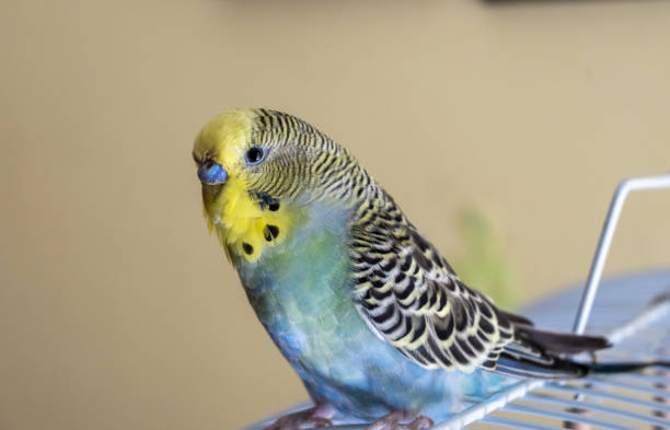 istock Yellow blue budgie parrot close up. 1286912981