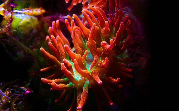 Multicolored Bubble-tip anemone - Entacmaea quadricolor Multicolored Bubble-tip anemone - Entacmaea quadricolor bubble tip anemone entacmaea quadricolor stock pictures, royalty-free photos & images