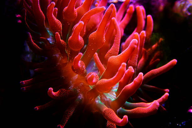 istock Multicolored Bubble-tip anemone - Entacmaea quadricolor 1286914161