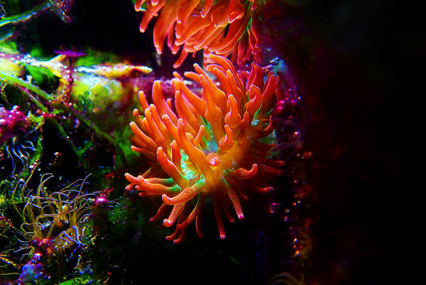 Multicolored Bubble-tip anemone - Entacmaea quadricolor Multicolored Bubble-tip anemone - Entacmaea quadricolor bubble tip anemone entacmaea quadricolor stock pictures, royalty-free photos & images
