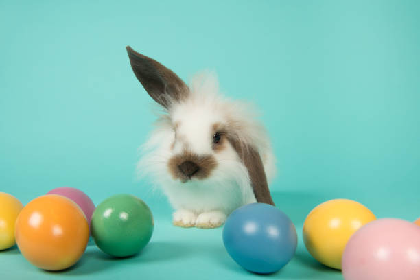 istock Cute young rabbit seen from the front between colorful easter eggs on a blue background 1286914659