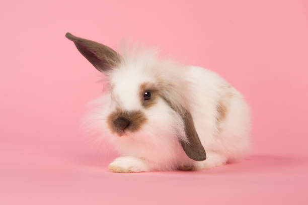 istock Cute white and brown rabbit bunny sitting on a pink background 1286914772