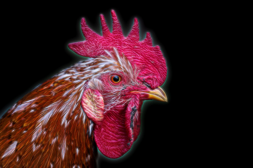 Portrait of a glowing swedish flower hen rooster against a black background.