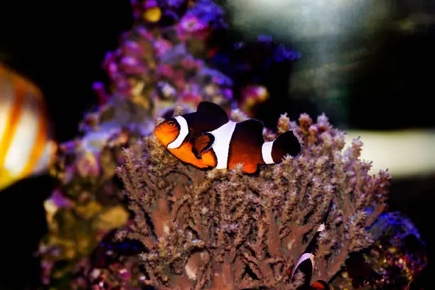 Photo of Amphiprion Ocellaris Clownfish - The most popular saltwater fish for coral reef aquarium tanks