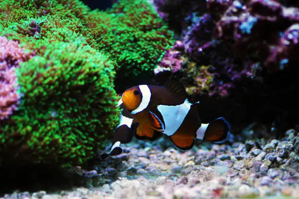 Photo of Amphiprion Ocellaris Clownfish - The most popular saltwater fish for coral reef aquarium tanks