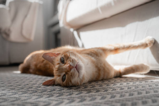 istock brown tabby cat with yellow eyes lying on its back, looks at the camera 1286915943