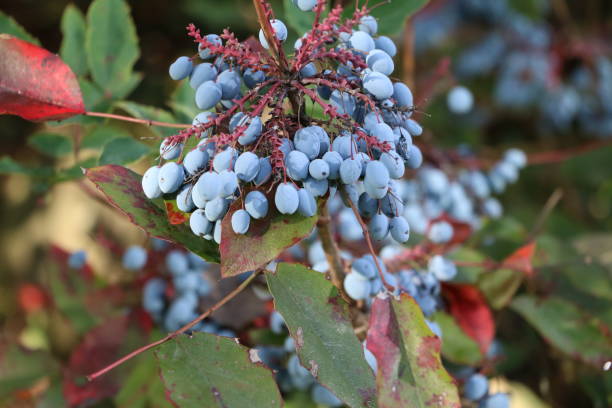 bayas azules de mahonia aquifolium en otoño, alemania - agracejo rojo fotografías e imágenes de stock