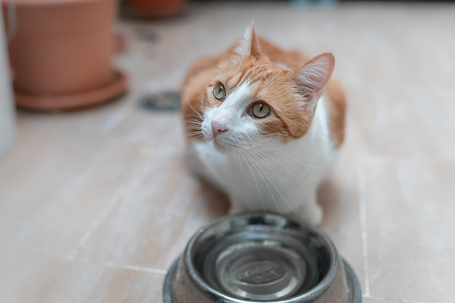 domestic cats with a bowl of water