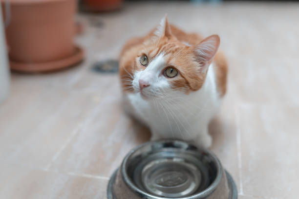 brown and white cat with yellow eyes next to a bowl of water, looks up domestic cats with a bowl of water cat water stock pictures, royalty-free photos & images