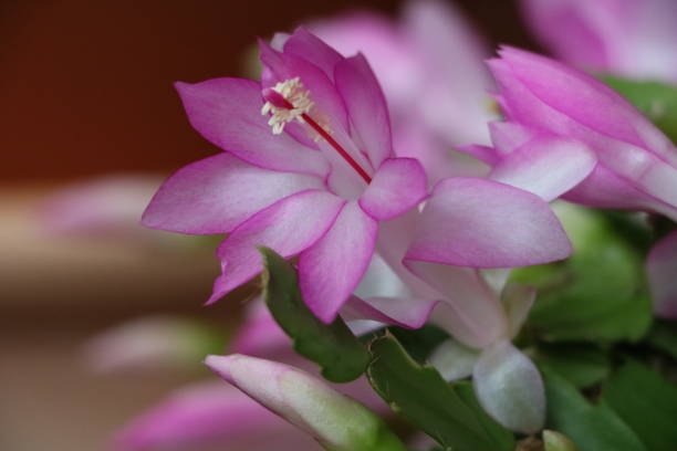 istock Close up of Cactus Schlumbergera truncata 1286916687